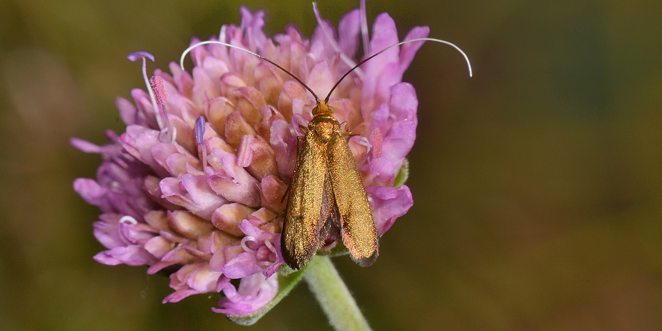 Nemophora sp? S, Nemophora metallica - Adelidae